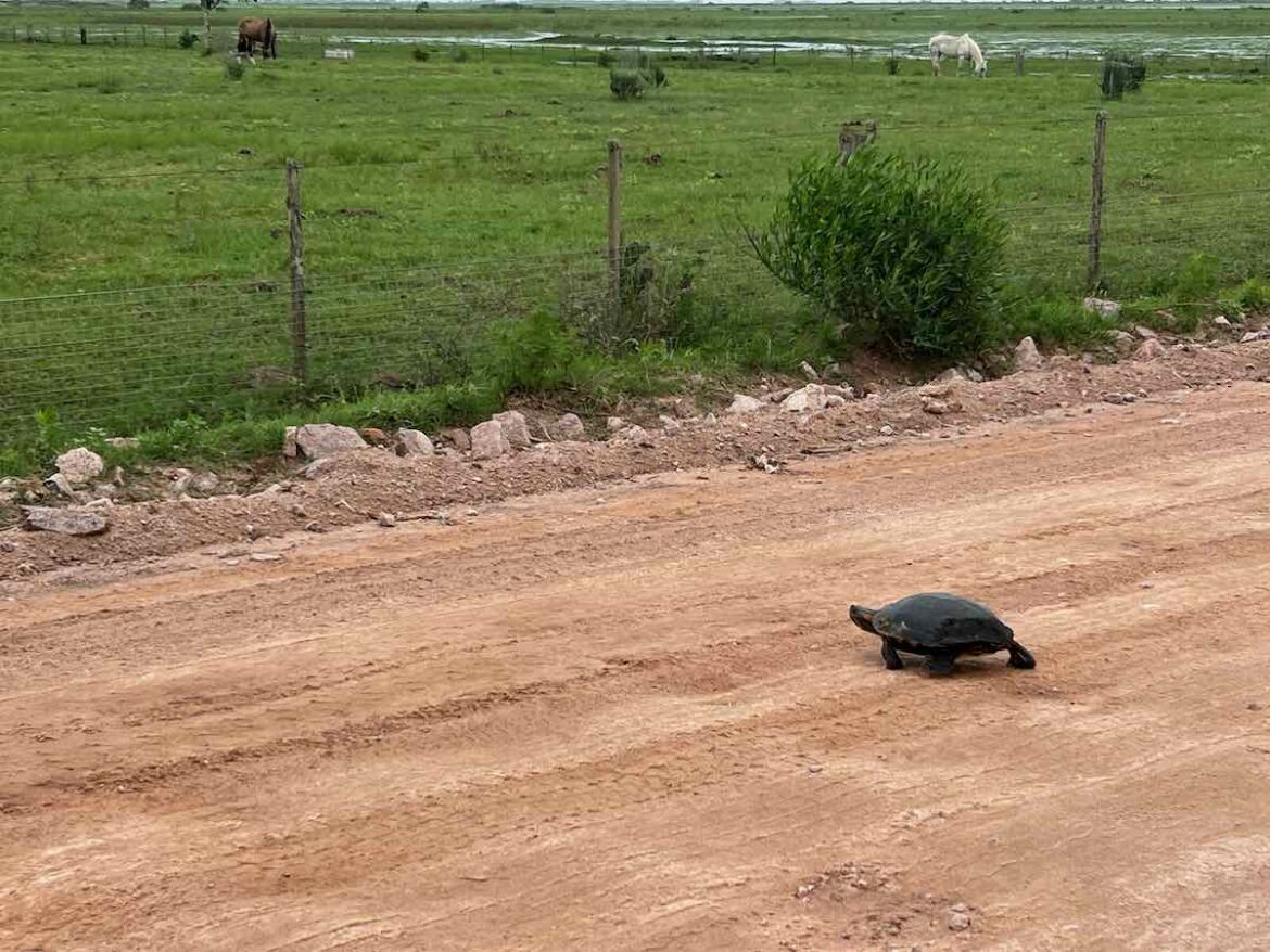 Explorando a Biodiversidade do Taim: Trilhas Ecológicas Imperdíveis